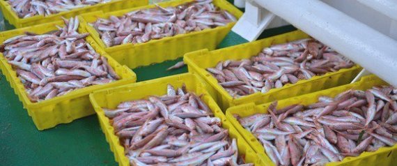 Mostaganem: production de 9.500 tonnes de poissons depuis le début d&rsquo;année