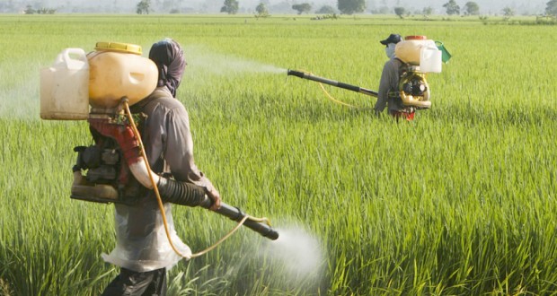 Agriculture : Journée de formation sur la protection phytosanitaire à Tizi Ouzou