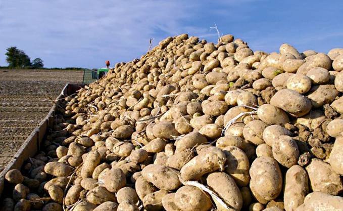 Les mandataires continuent à se frotter les mains : La pomme de terre de saison toujours aussi chère à Mostaganem