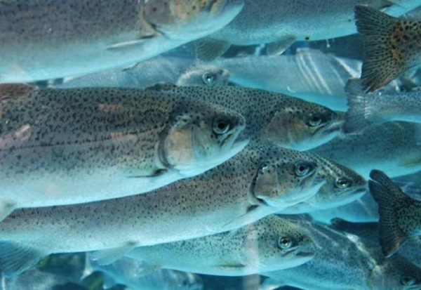 Bechar : exportation de 5,5 tonnes de poissons d’eau douce vers la Tunisie