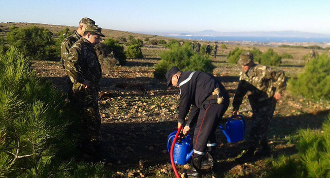 HASSI MAMECHE : L’Armée mène une opération de reboisement