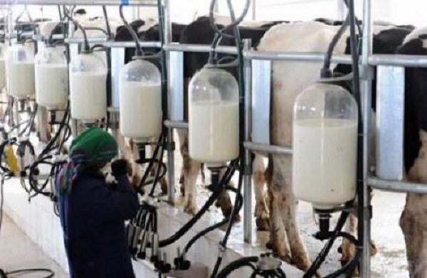 Bouazghi souligne la nécessité de « combler l’écart dans la production laitière »