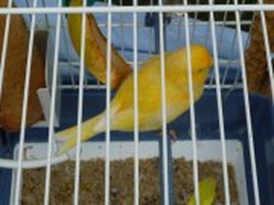 Tlemcen: saisie de 395 canaris à Ouled Mimoune (sûreté de wilaya)