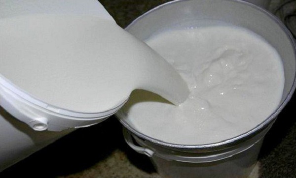 Ain Témouchent: développement de la filière lait, prouesse des éleveurs de la plaine de M’lata