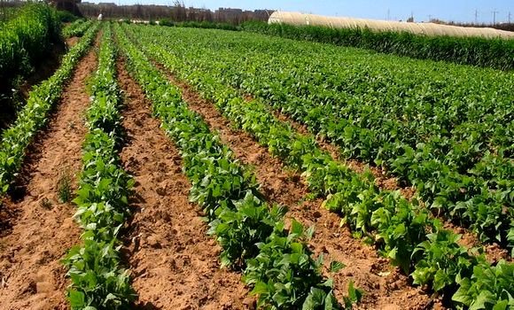 Bouazghi: le rendement du secteur agricole à Annaba, « inacceptable »