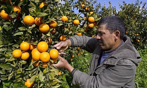 Blida: hausse de plus de 100% de la production agrumicole depuis 2000
