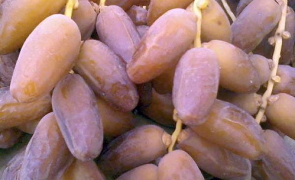 Phoeniciculture : La datte, une filière à la recherche du bon régime