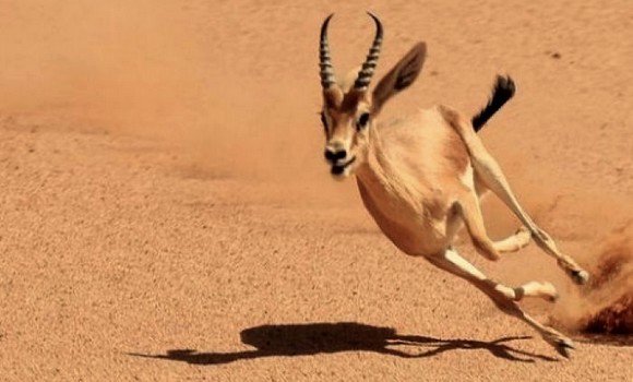 OUARGLA : impliquer le citoyen dans la lutte contre le braconnage