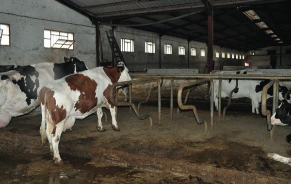 MOSTAGANEM – Giplait : développer la production de lait de vache