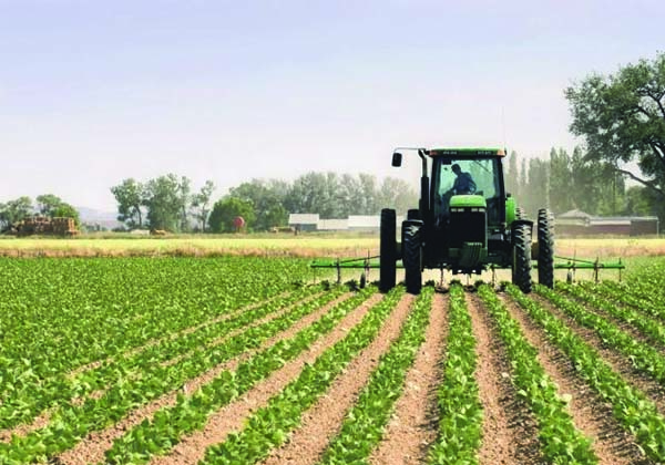 El-Tarf : Cap sur l’agriculture