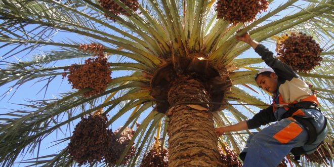 Etonnant succès d’un Salon dédié aux produits des palmiers