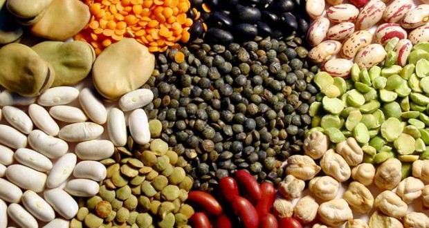 Souk-Ahras : Hausse de la surface agricole réservée aux légumes secs