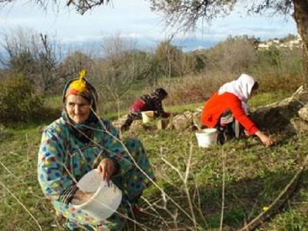 Oléiculture à bouira : Activité millénaire et lien identitaire