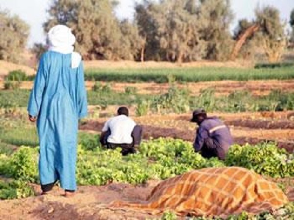 Séminaire régional sur le drainage et son impact sur la production agricole : Comment faire du Sahara une vraie Californie