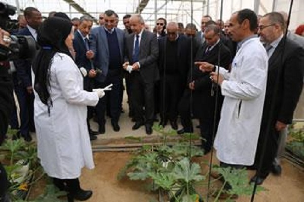 C&rsquo;est le premier légume sorti du complexe géothermique de touggourt : Gloria, La courgette qui vient du sud
