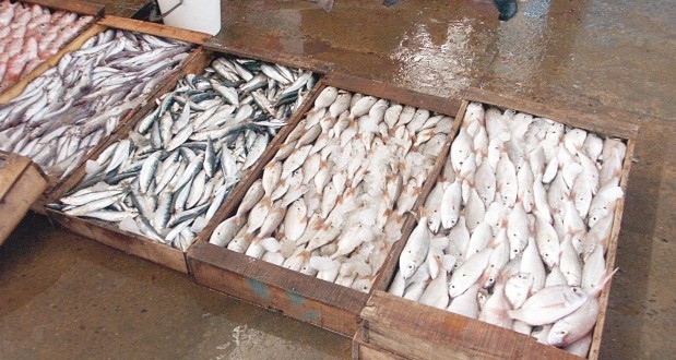 Un quintal de poissons avariés saisi