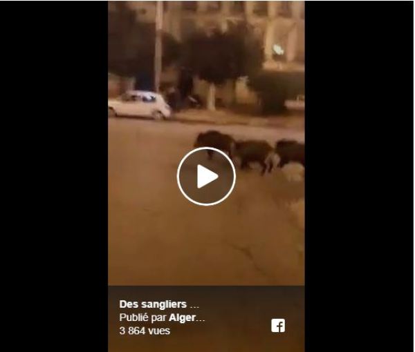 Vidéo/ Les habitants tirent la sonnette d’alarme: Des sangliers sèment la panique à Sidi El Houari