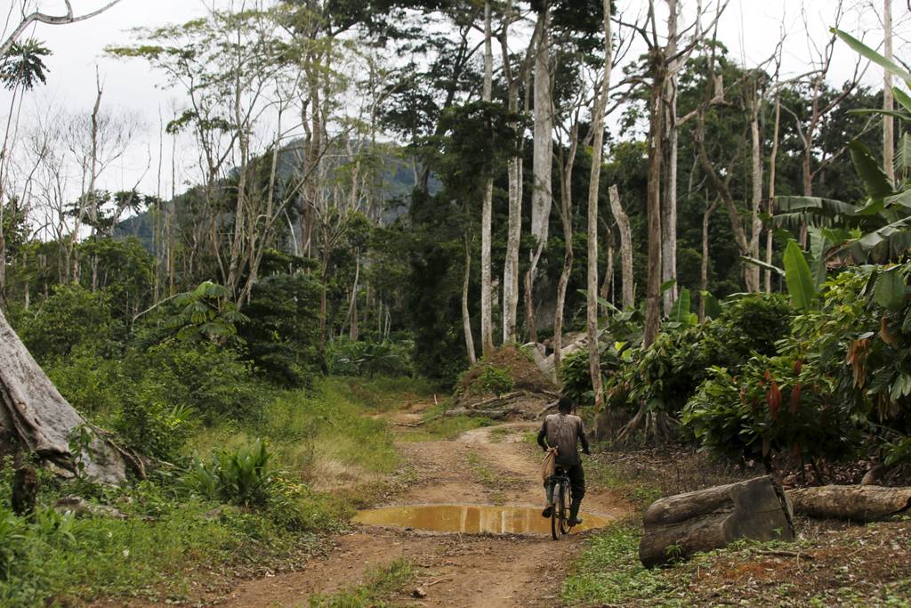 La Côte d&rsquo;Ivoire perd 200.000 hectares de forêts chaque année