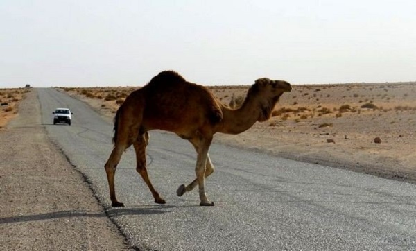 Accidents de la circulation à Ouargla: le dromadaire, un véritable danger pour les usagers de la route