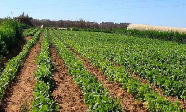 18 opérations d’exportation réalisées en 2017 par des opérateurs économiques de Médéa