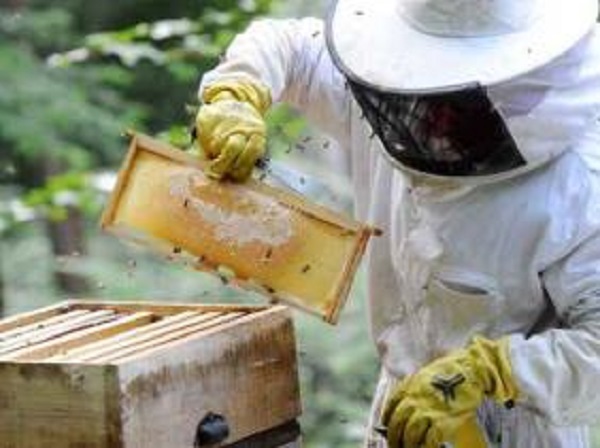 Tizi-Ouzou : une carte mellifère de la wilaya pour améliorer la production apicole