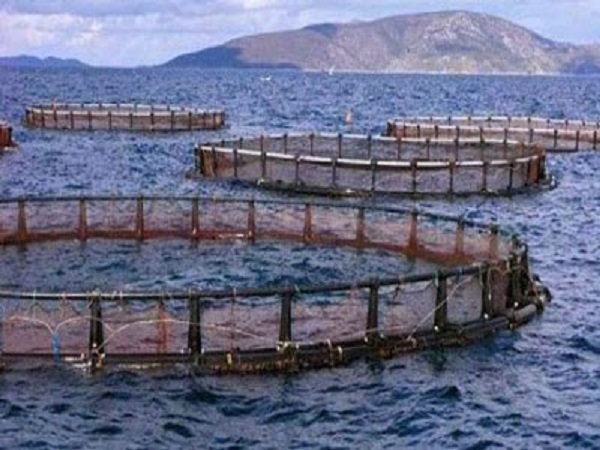 Sauvegarde des ressources halieutiques : Mettre un terme à la surexploitation et aux mauvaises pratiques