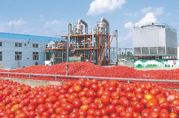 Tomate industrielle: Des rendements en nette amélioration