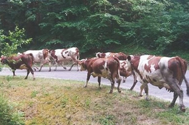 Des vaches envahissent la voie publique à El-Tarf : Les mises en garde du wali sans effet