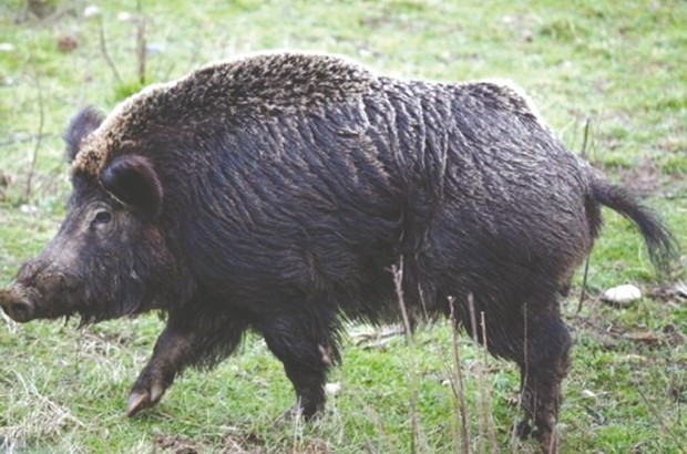 Tiaret: Des sangliers sèment la panique dans une école