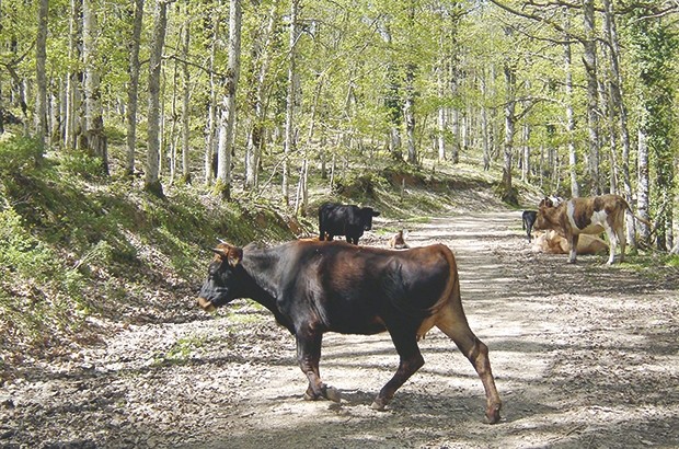 Forêt de Béni Salah à Guelma : Patrimoine à classer en réserve protégée
