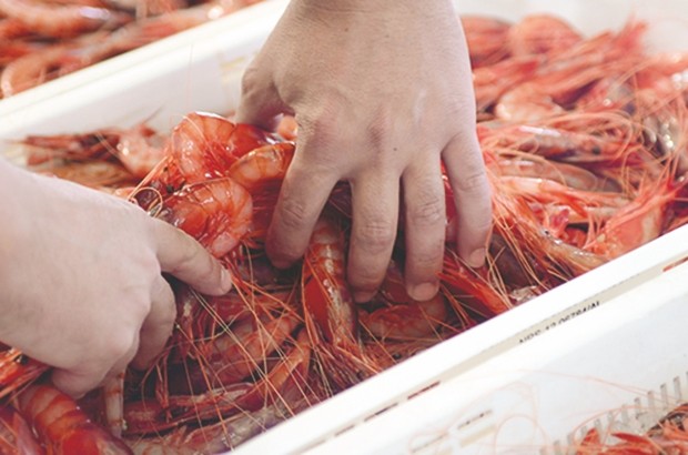 Alors que les algériens consomment très peu les produits de mer trop chers : Plus de 120 tonnes de poisson exportées vers l’Espagne en 2017