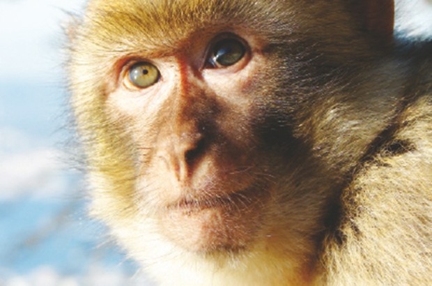 Trois autres primates sont apparus dans la circonscription : Un singe magot capturé à Draria