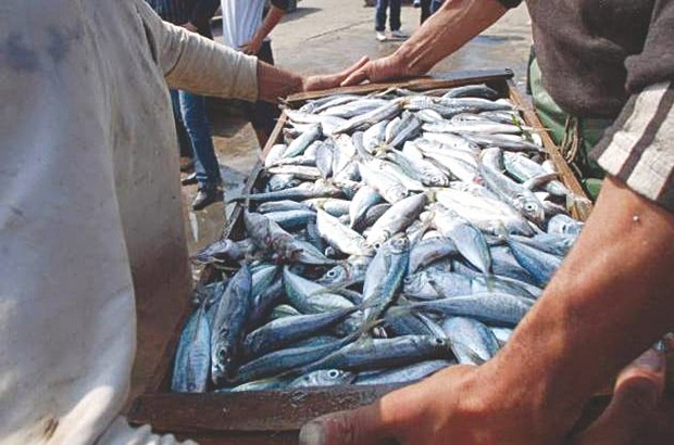 Production halieutique à Ain Témouchent : Une régression due aux perturbations atmosphériques