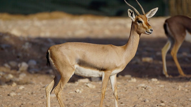 SIDI BEL ABBES : La gazelle de Cuvier se raréfie