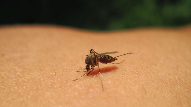 Ghardaïa: 117 cas de brucellose et 127 de leishmaniose cutanée signalés au 1er semestre