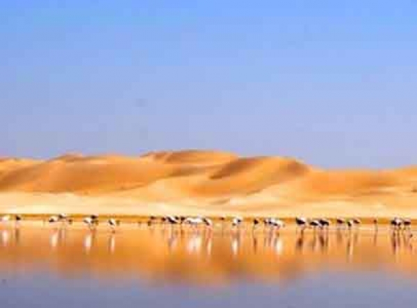 Ghardaïa : Plus de 6 200 oiseaux migrateurs observés à Sebkhat El-Maleh