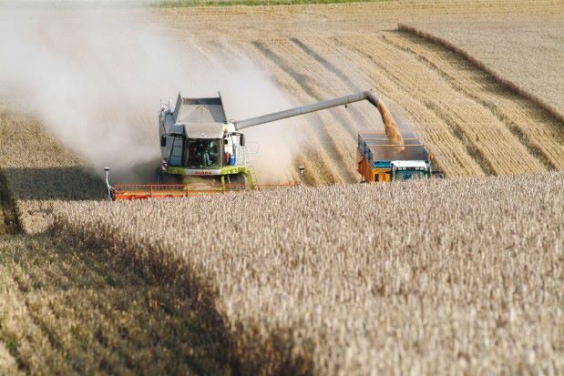 Tiaret: L&rsquo;agriculture d&rsquo;autoconsommation à la mode