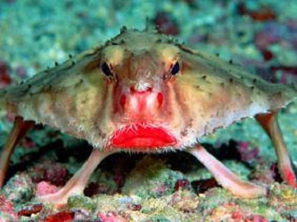 Un poisson rare découvert dans le sud-ouest de la Chine