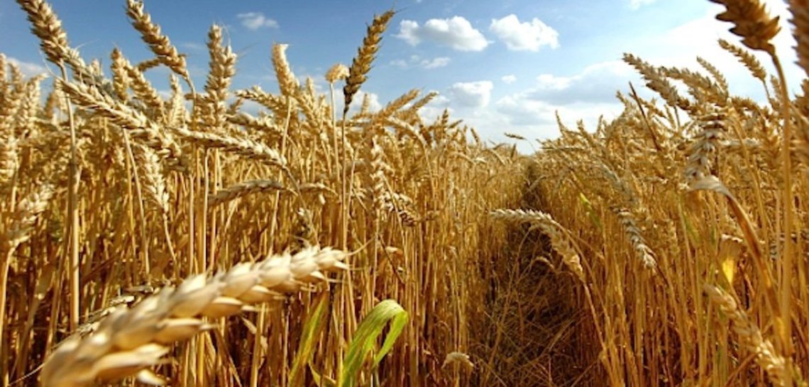 Le blé à l&rsquo;équilibre, grâce aux incertitudes américaines
