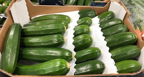 Premier lot de courgettes du Complexe géothermique de Touggourt : 20 tonnes exportées vers l’Europe