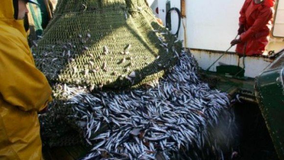 Accord de pêche UE-Maroc: WSRW salue la position de la Suède