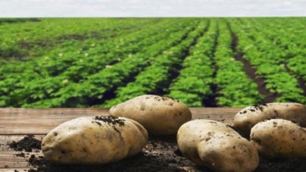 Des investisseurs hollandais intéressés par le partenariat dans le secteur agricole