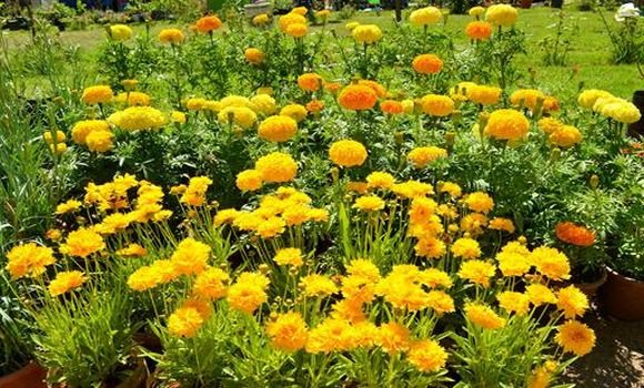 Bechar: vers la promotion et le développement de la filière floricultures