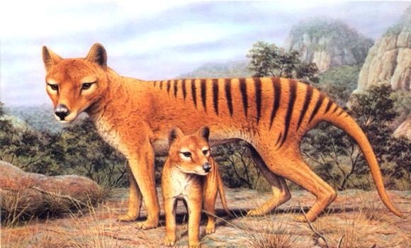 Durant sa croissance postnatale le tigre de Tasmanie quittait l’apparence de marsupial pour celle de chien