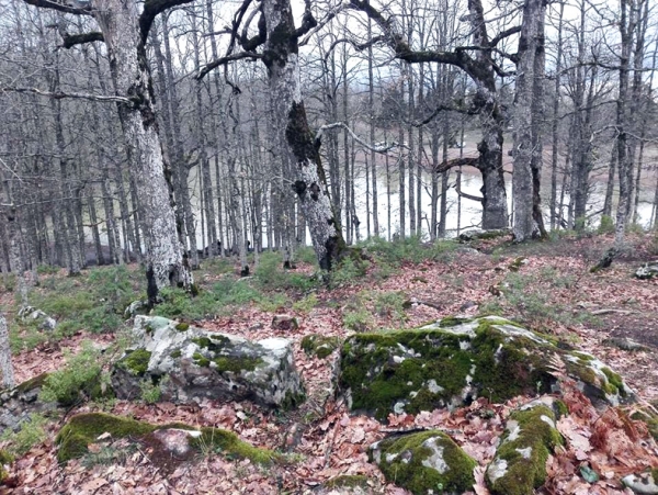 Circuit privilégié des agences de voyagges : Un paradis forestier nommé Akfadou