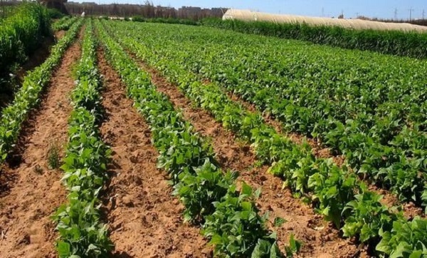 Agriculture: lutte biologique contre les insectes nuisibles, une expérience réussie à Oran