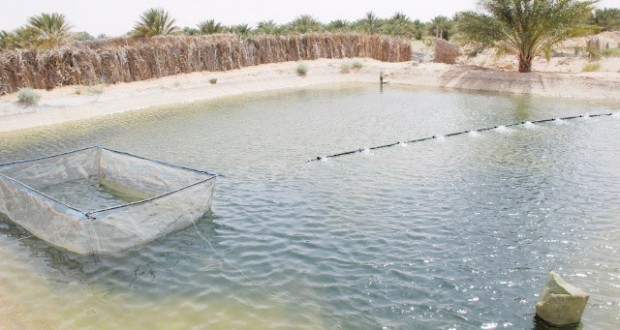 Ferme pilote de Hassi Benabdallah (Ouargla) : Une production de près de 7 quintaux de crevettes réalisée en 2017