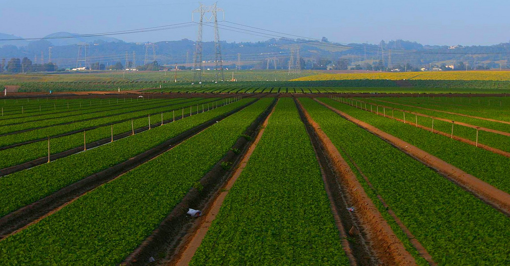 Un nouveau remède « bio » pour les cultures agricoles