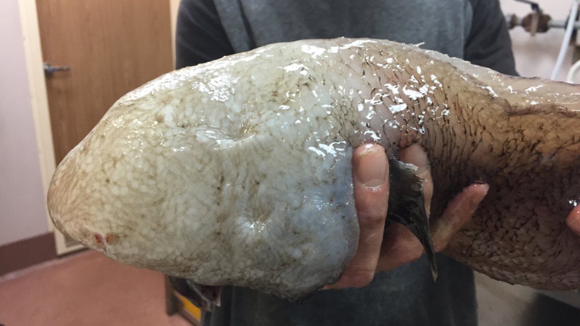 Cinq nouvelles espèces de poissons découvertes au large de l’Australie