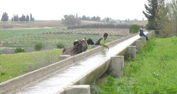 Économie des eaux d’irrigation à Béchar : Nécessité de l’adaptation des agriculteurs